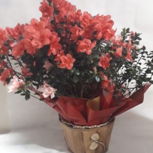 Azaléia com cachepô